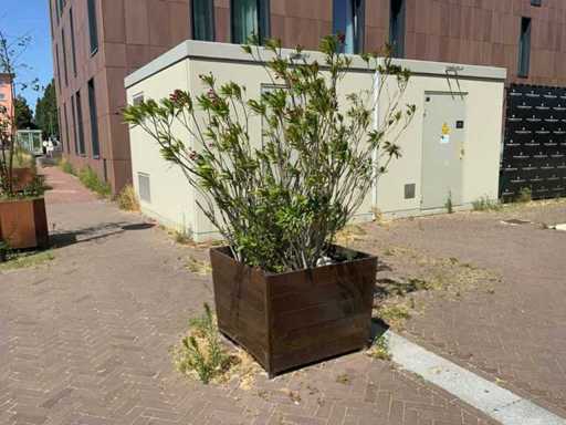 Oleander