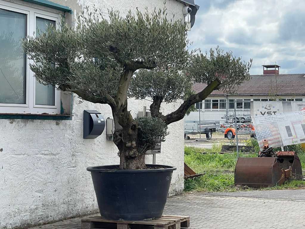 Bonsai Olive Tree (Hardy)