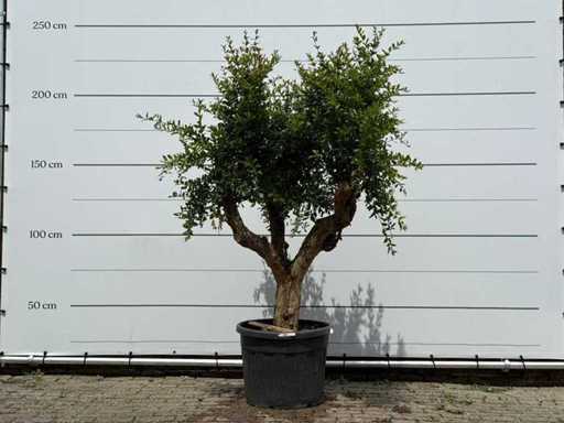 Pomegranate tree - Punica Granatum - height approx. 230 cm