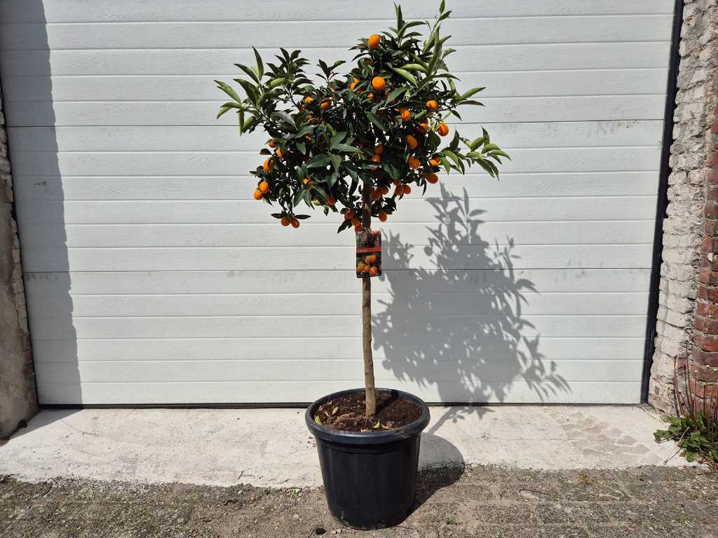 Dwergsinasappel - Vrucht- / fruitboom - Citrus Kumquat - hoogte ca. 130 cm