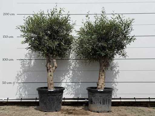 2x Olivenbaum kugelförmig – Olea Europaea – ca. 40 Jahre alt – Höhe ca. 200 cm
