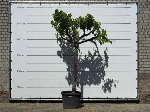 Weinpflanzenstandard – Vitis Vinifera – Höhe ca. 250 cm