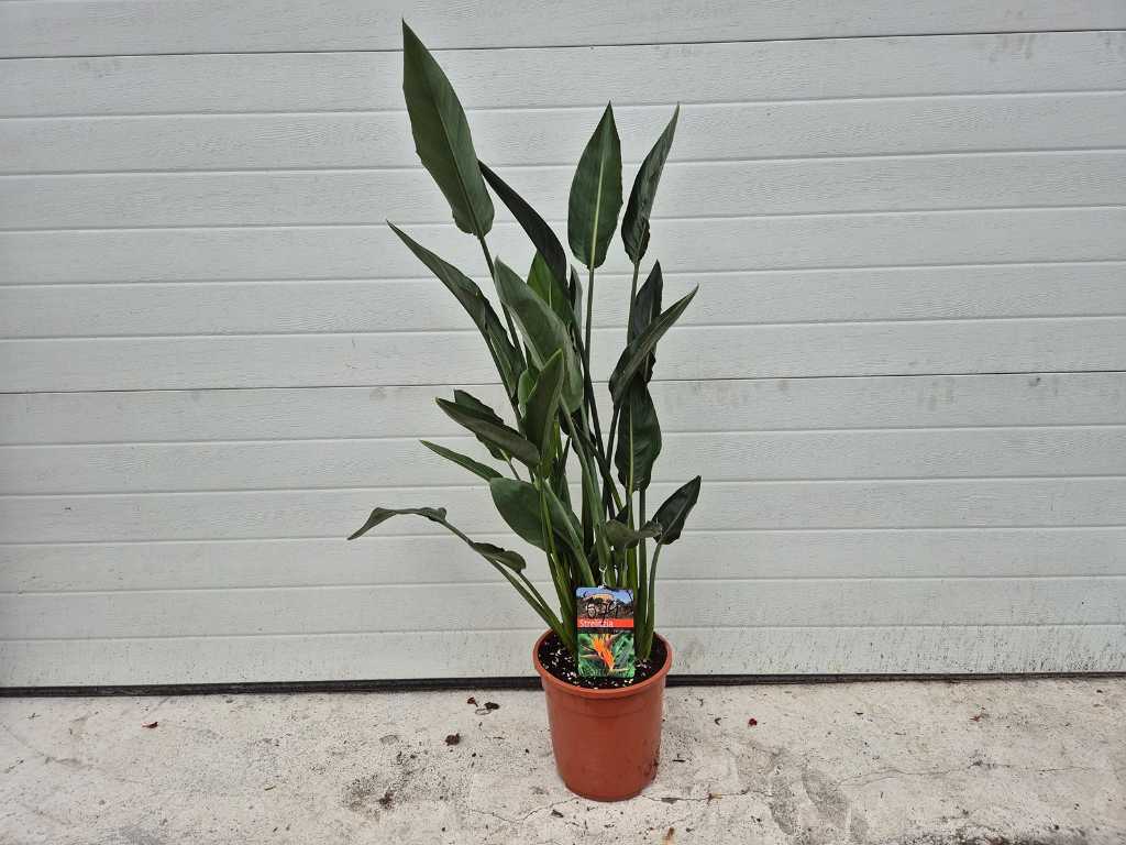 Floarea pasarii paradisului - Strelitzia Reginae - Gradina si planta de apartament - inaltime aprox. 100 cm