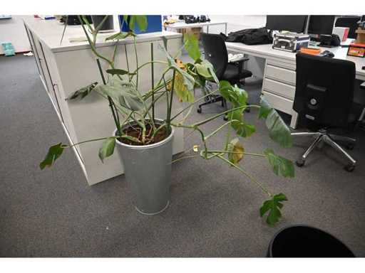 Approx. 14 pieces (Plants)with pot / vase