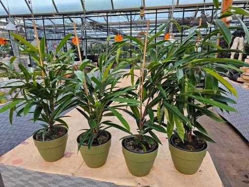 4er Set Ficus Amstel King - Elegante Zimmerpflanzen inkl. Übertöpfen