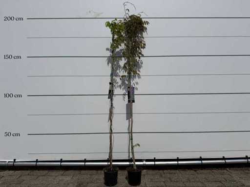 2x Wisteria – Wisteria Sinensis – Höhe ca. 180 cm