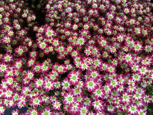 Vaste planten - Saxifraga - Rood (x100)