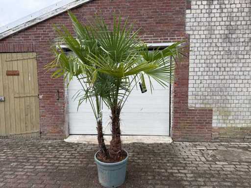 Palmier evantaiul chinezesc - Trachycarpus fortunei - Trunchi dublu - Înălțime aprox. 220 cm