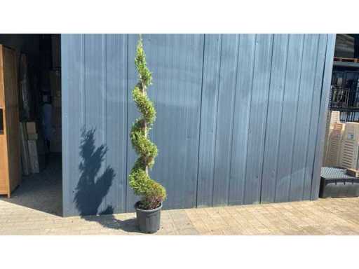 Cypress Tuscany spiral Perennial