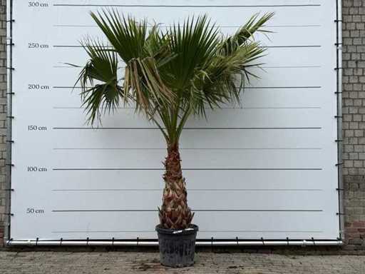 Mexican fan palm - Washingtonia Robusta - trunk 100 cm - height approx. 280 cm