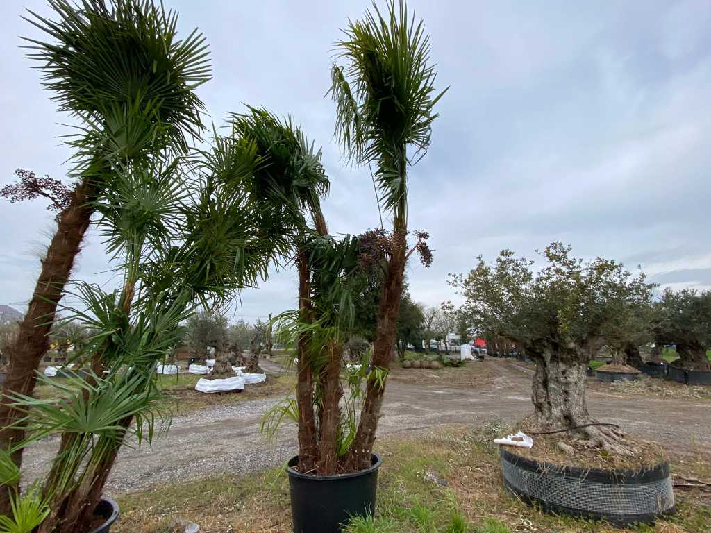 Spécimen de palmier TRACHYCARPUS quadrupla en pot