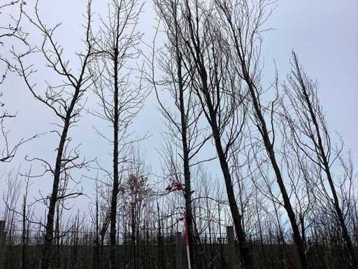 Green Beech - Topiary Tree