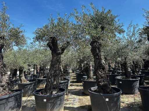 Europäische Olive (2x)