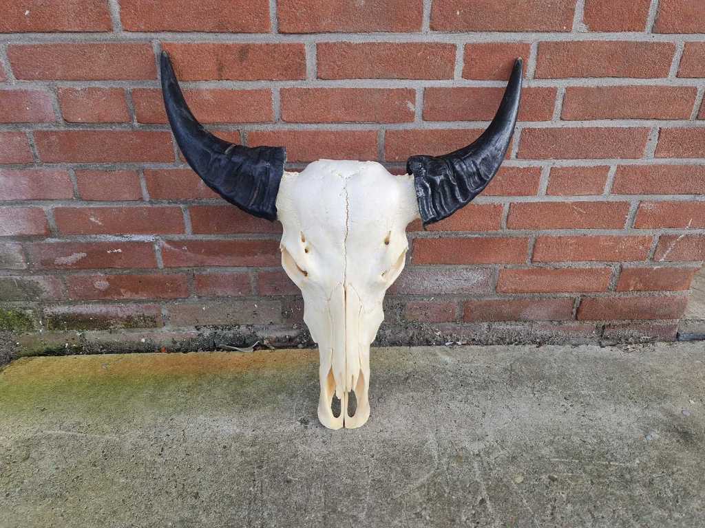 Real Buffalo Skull