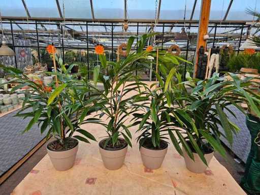 Set van 4 Ficus Amstel King - Elegante kamerplanten inclusief plantenbakken