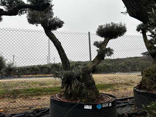 Jubiläums-Olivenbäume – Olea Europea Pom Pom Secolare