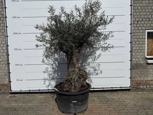 Olive tree Bonsai - Olea Europaea - approx. 80 years old - height approx. 260 cm