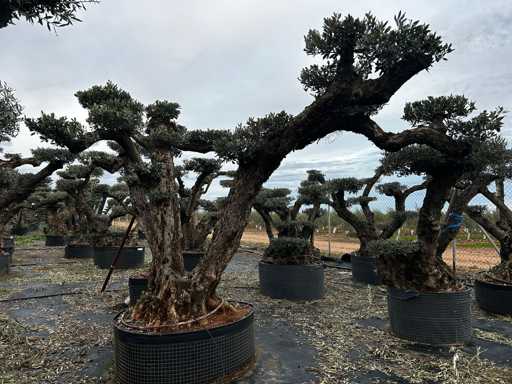  OLEA EUROPEA POM POM SECOLARE  
