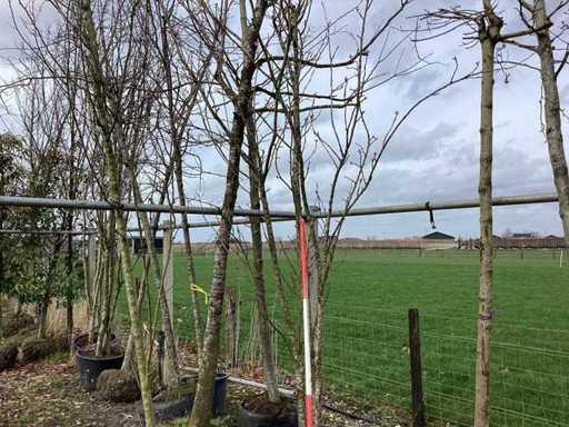 Ciliegio Ornamentale Giapponese - Albero a più steli