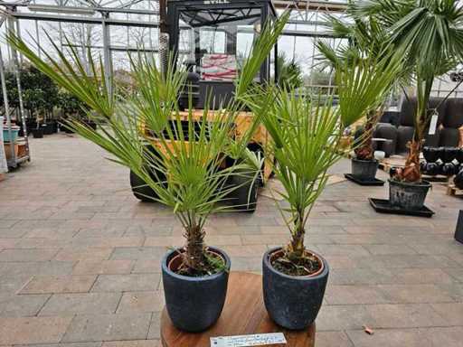 Set of 2 Chamaerops humilis Dwarf Palms in Fiberglass Planters - Hardy