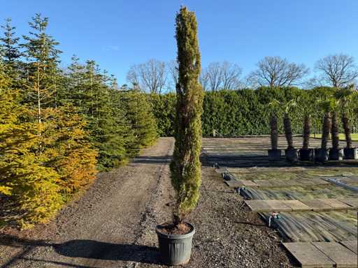 Cupressus Sempervirens Totem - Italian Cypress 290cm