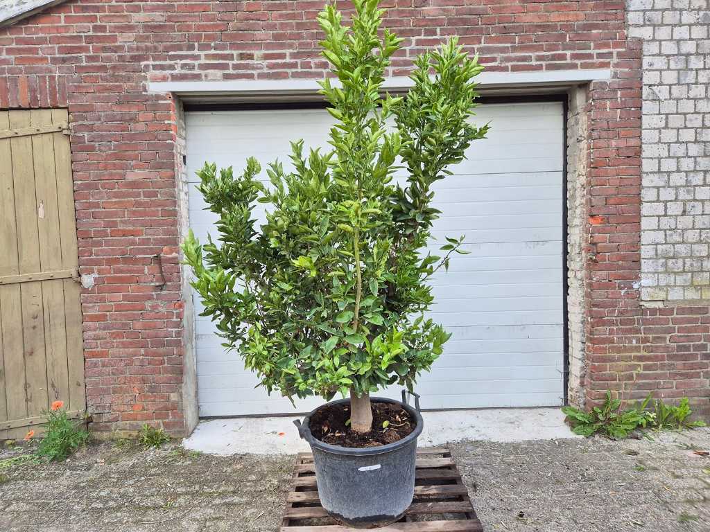 Mandarinenbaum - Citrus Reticulata - Obstbaum - Höhe ca. 200 cm