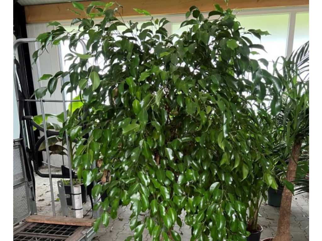 Ficus-Zimmerpflanze