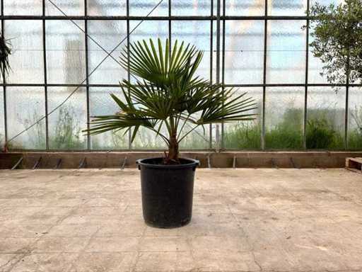 Palma (Trachycarpus fortunei)