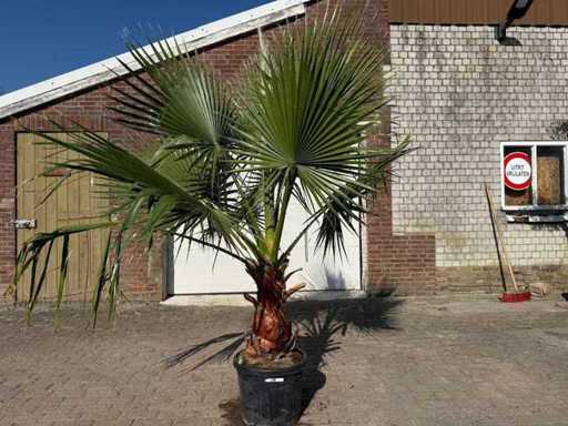Mexican Fan Palm - Washingtonia Robusta - Height approx. 250 cm