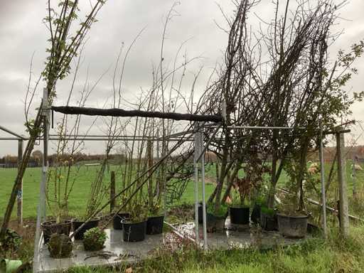 Specii variate - Pom fructifer / pom fructifer