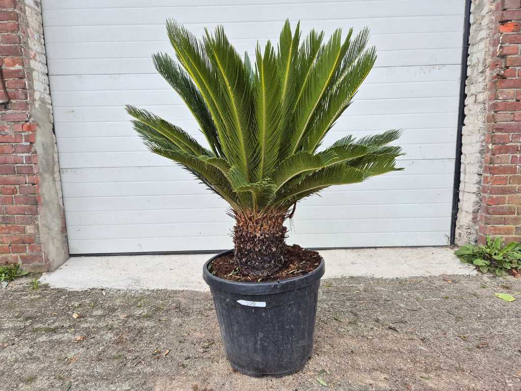 Palma Pokoju - Cycas Revoluta - wysokość ok. 100 cm
