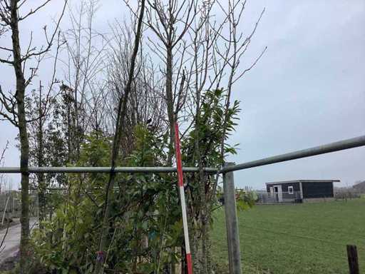 Japanese Ornamental Cherry - Multi-stemmed tree