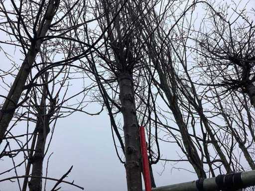 Yoshino Kers - Sierbomen