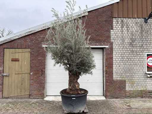 Olive tree Bonsai - Olea Europaea - 200 years old - Height approx. 300 cm