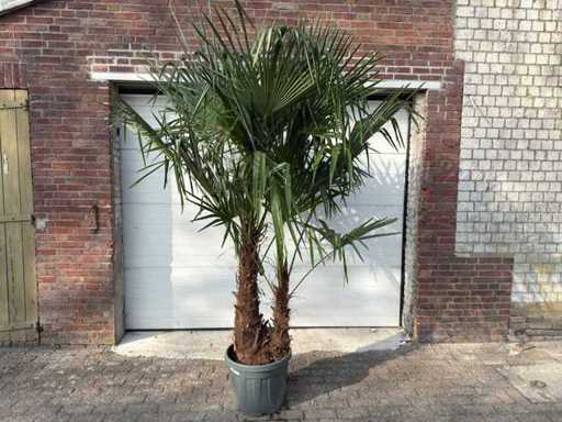 Palmier éventail chinois - Trachycarpus fortunei - Double tronc - Hauteur environ 250 cm