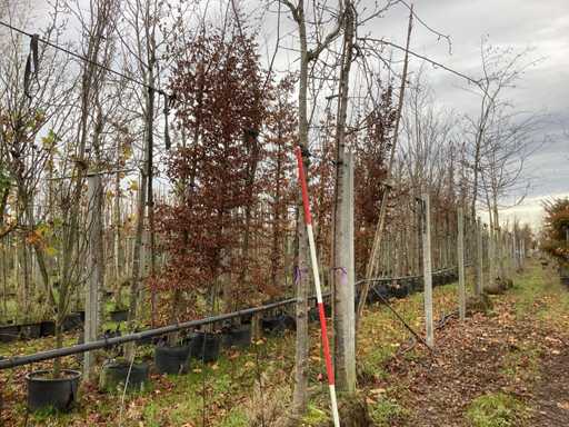 Cireș ornamental - Pom fructier / pom fructifer