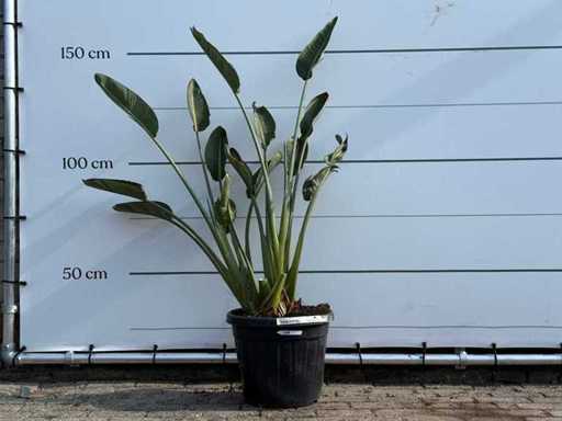 Plante oiseau de paradis - Strelitzia Reginae - hauteur environ 150 cm