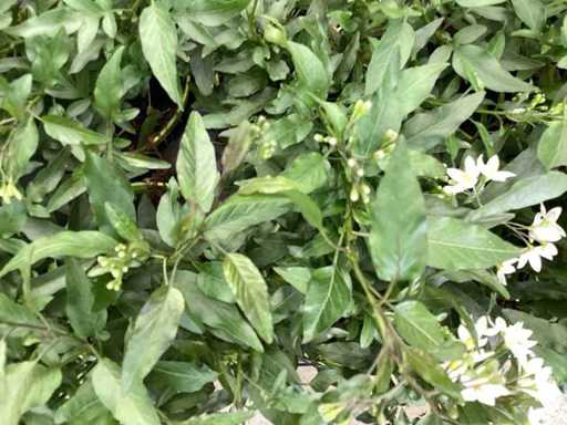 Perennials - 60 Ajanya , 60Jasmine white