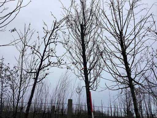 Carpenul - Arborele topiar