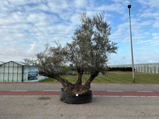 Olijfboom (Olea Europaea Lessini)