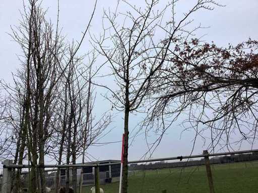 Sweet Cherry - Ornamental Tree