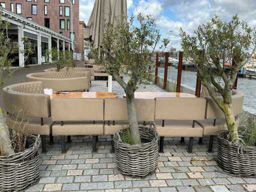 Olea Europaea - Olivier 210 cm 