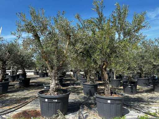 Europäische Olive (2x)