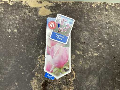 Struiken - Magnolia (x5)