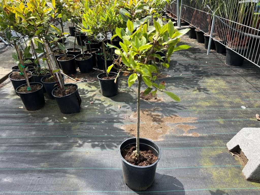 2 pieces of real laurel on stem