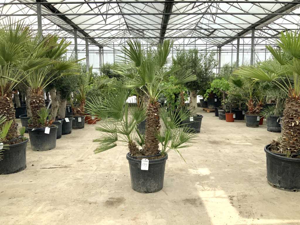 palma wielopniowa (Chamaerops humilis)