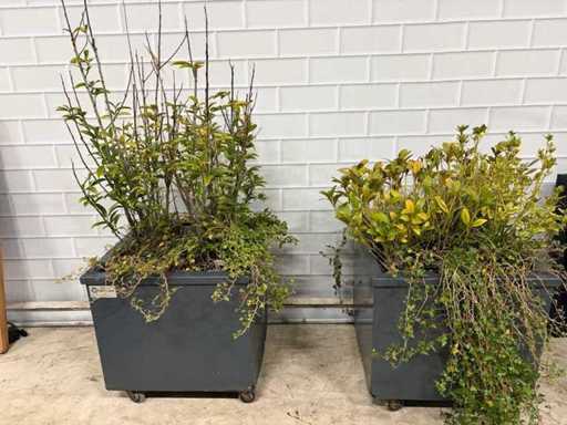 Mobilny Planter (2x)