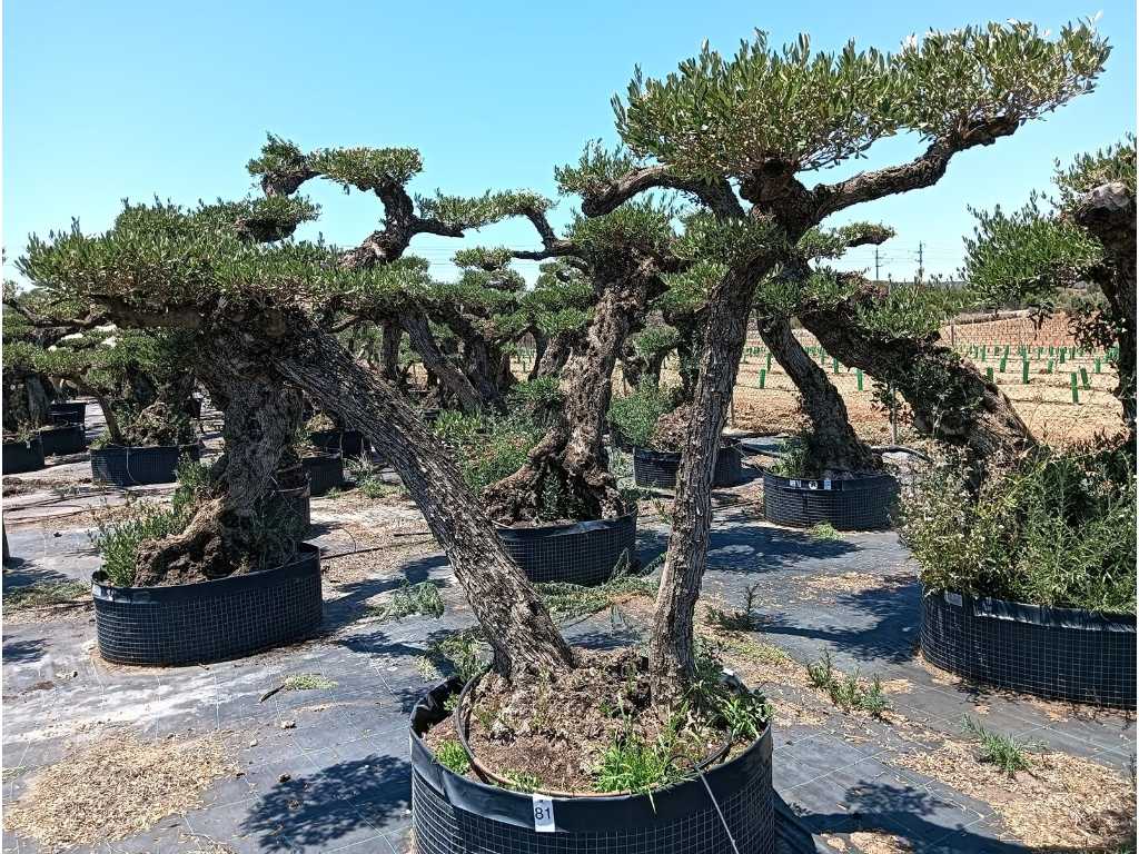 Jahrhundertealter Olivenbaum Pom Pom Extra Exemplar