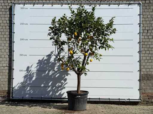 Lemon tree - Citrus Limon - height approx. 290 cm