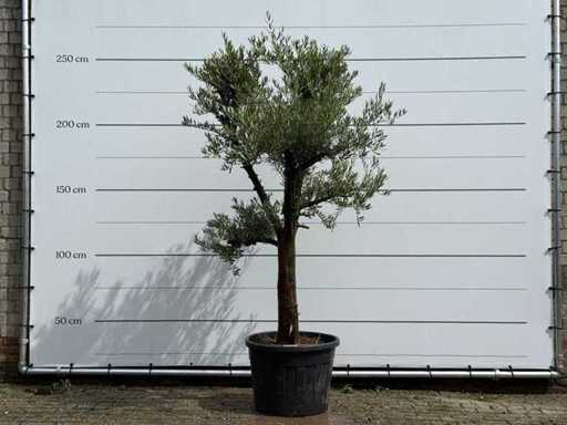 Măslinul Piel Joven - Olea Europaea - aproximativ 40 de ani - înălțime aprox. 250 cm